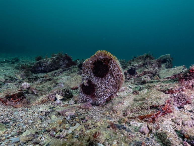  Tuzlada görüldü, uzmanlar şaşkına döndü | Çok büyük bir şans, sahip çıkılmalı