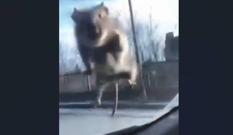 Çareyi polis çevirmesine girmekte buldu