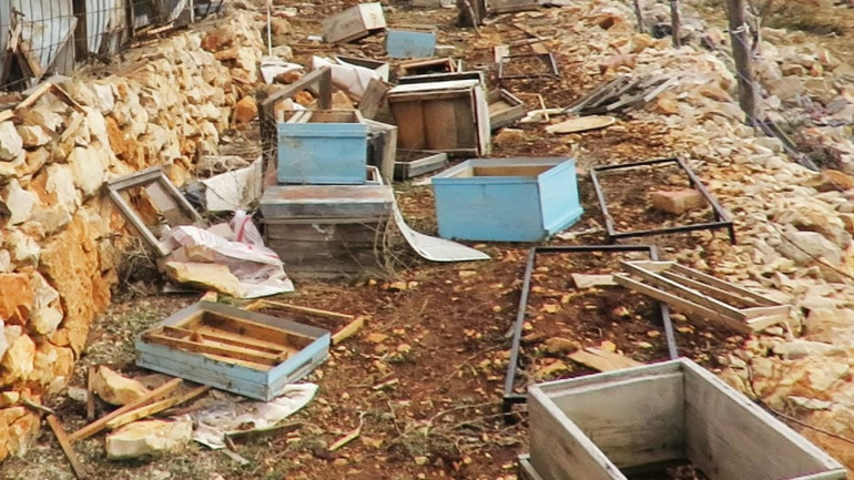 Ayı, tarihi hanaylara girip balları yedi; arıcılar yardım istedi