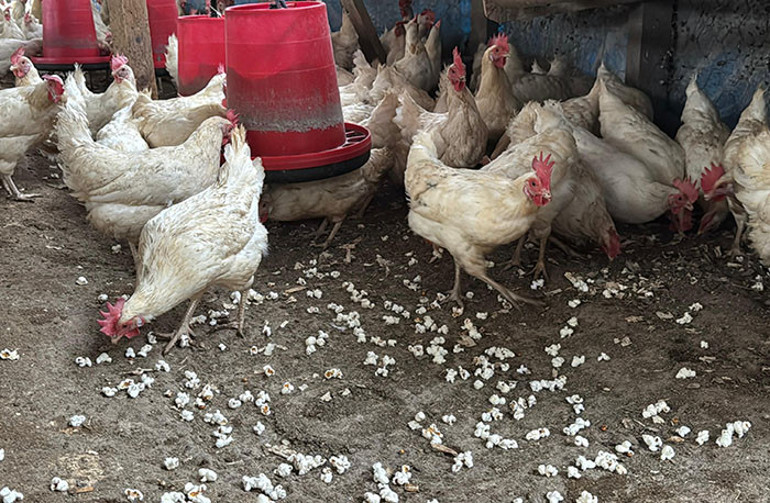 Yumurta sayıları arttı Her gün patlatıyorum, onlar için değişik bir etkinlik oldu