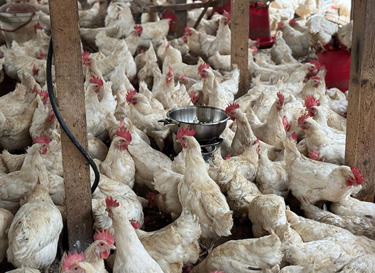 Yumurta sayıları arttı Her gün patlatıyorum, onlar için değişik bir etkinlik oldu