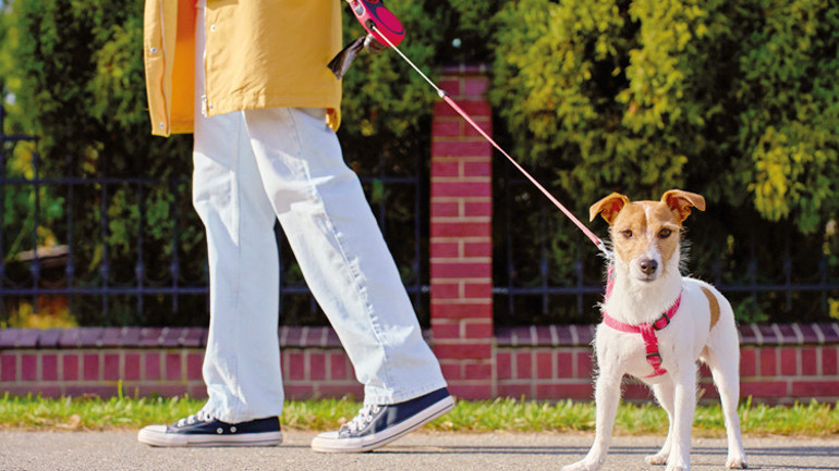 Köpek gezdirirken sakata gelmeyin