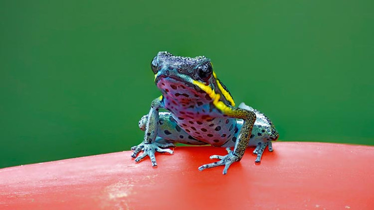  Rus muhalif lider Aleksey Navalni neden öldü