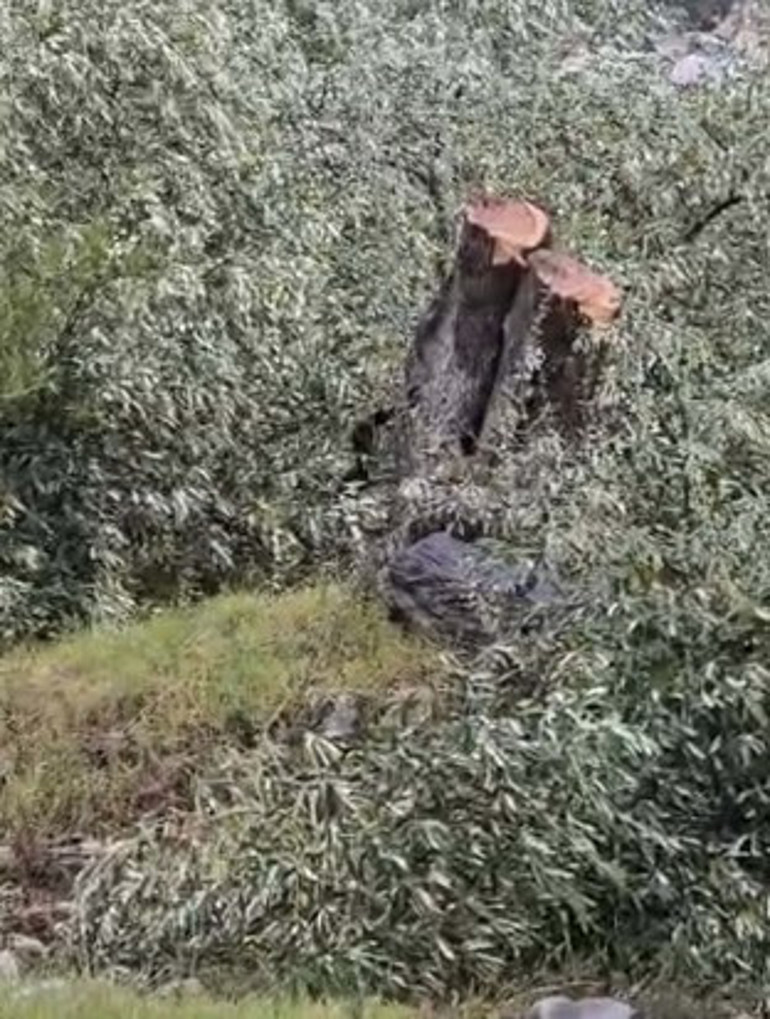 Milastaki zeytin ağacı kesimine ilişkin soruşturma sonrası CHP ilçe başkanı istifa etti