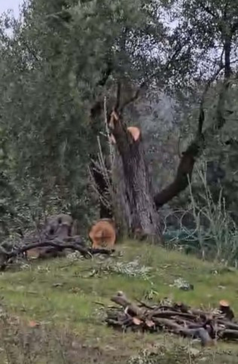 Milastaki zeytin ağacı kesimine ilişkin soruşturma sonrası CHP ilçe başkanı istifa etti
