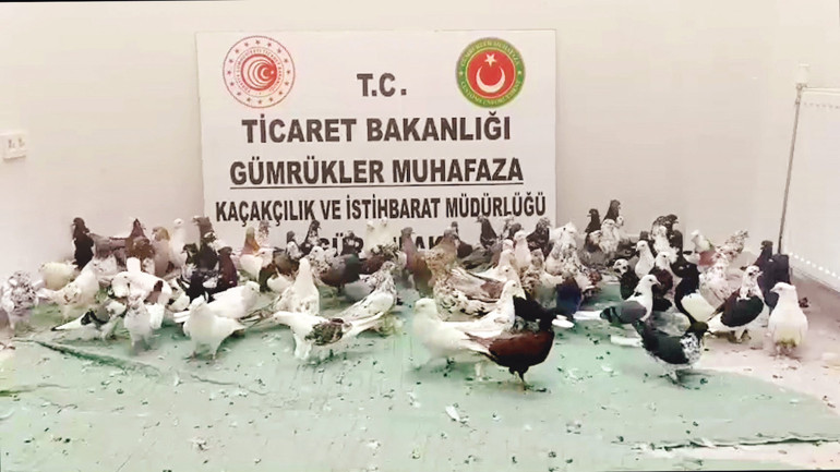 Kaçakçıların ‘hayvanat bahçesi’