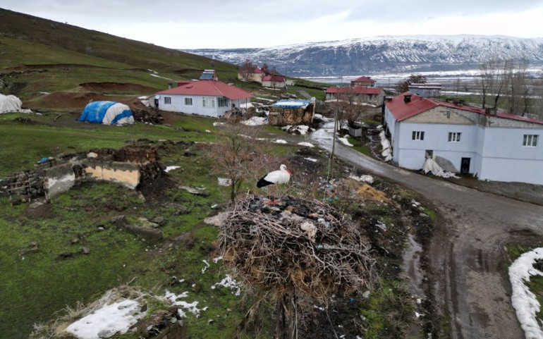 Burayı evi edindi | 3 yıldır göç etmeyen leylek hayrete düşürüyor
