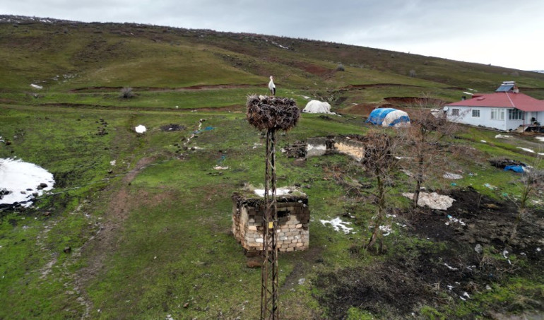 Burayı evi edindi | 3 yıldır göç etmeyen leylek hayrete düşürüyor