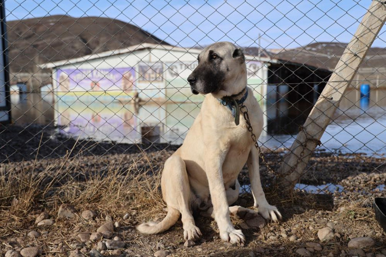 Dünyaca ünlü marka değeri Anadolu Aslanları su altında kaldı: Bölgede ilk kez böyle bir olay yaşandı