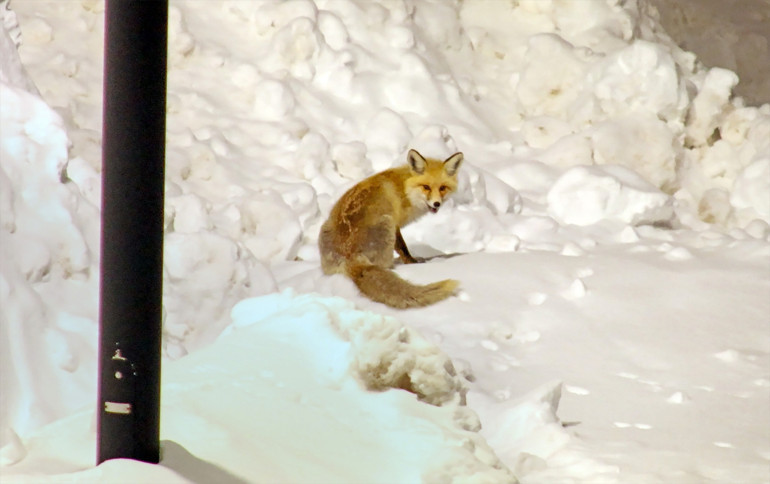Yiyecek bulmakta zorlanan tilkiler kent merkezine indi