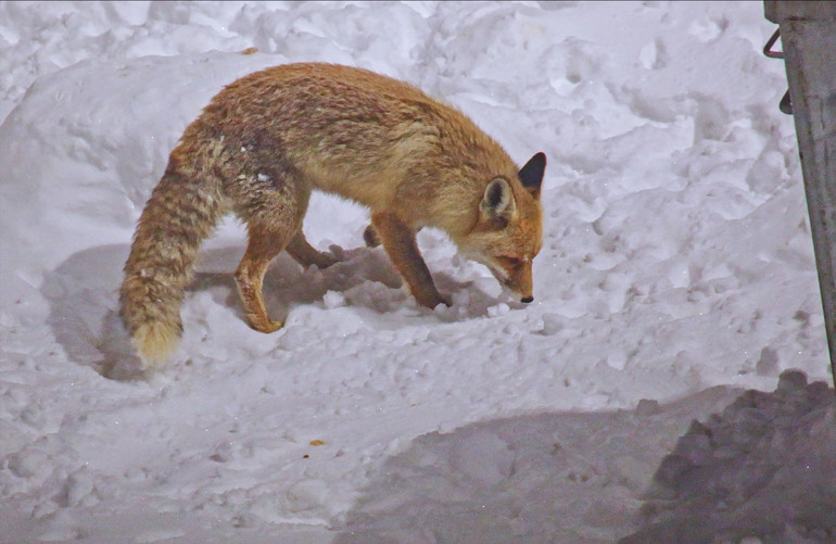 Yiyecek bulmakta zorlanan tilkiler kent merkezine indi