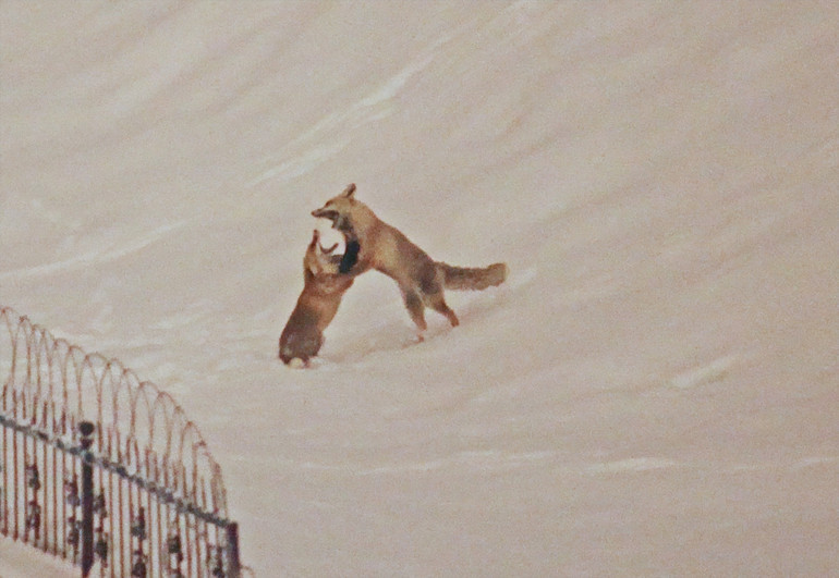 Yiyecek bulmakta zorlanan tilkiler kent merkezine indi