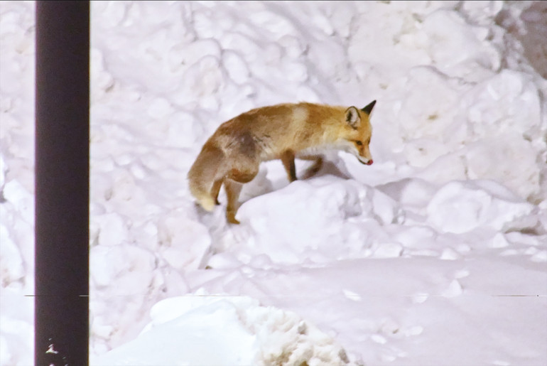 Yiyecek bulmakta zorlanan tilkiler kent merkezine indi