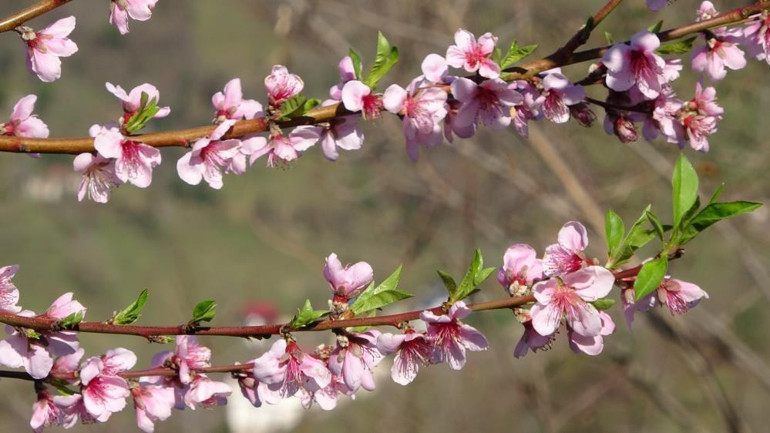  Meyve ağaçları çiçek açtı