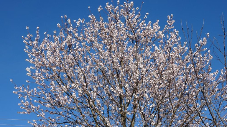  Meyve ağaçları çiçek açtı