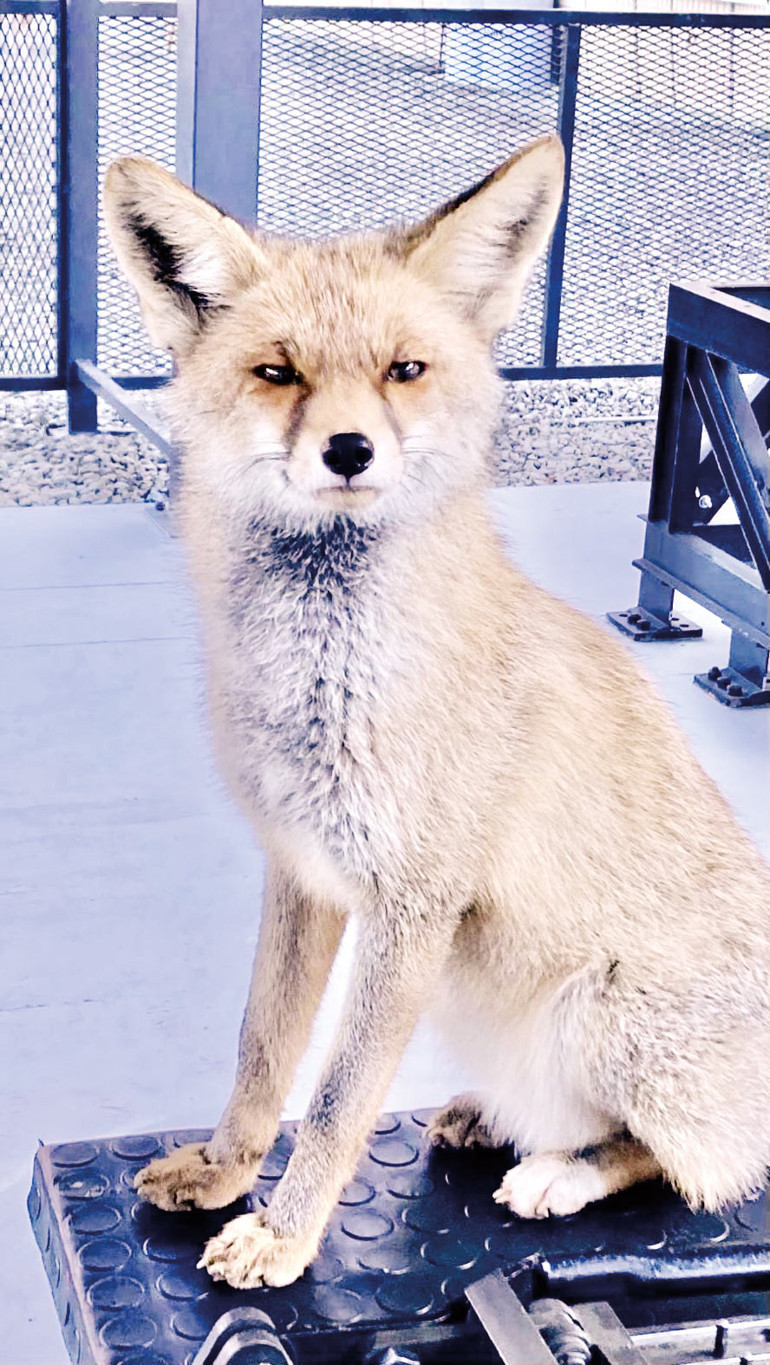 Yavru tilki polislerle dost oldu... Poligonun ‘Barut’u