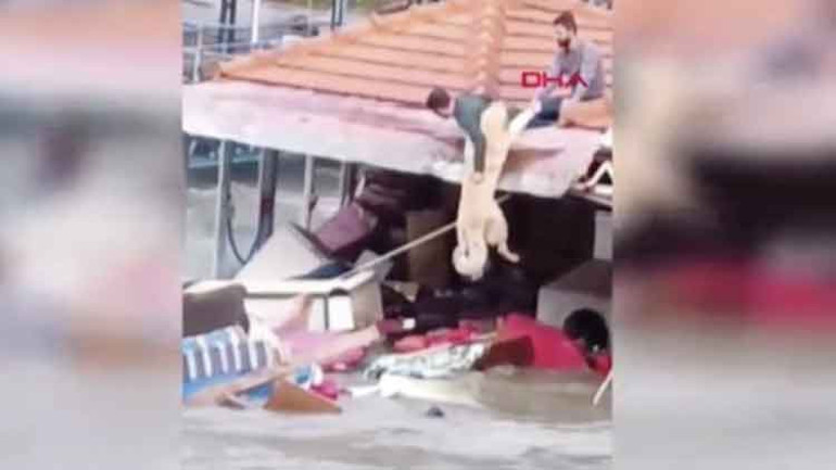 Can dostları için canları pahasına