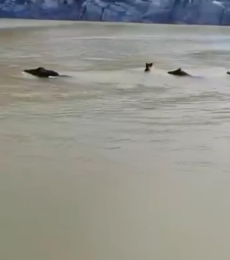 Diyarbakırda teknedeki balıkçı kayda aldı: Sürü halinde yüzüp karşıya geçtiler