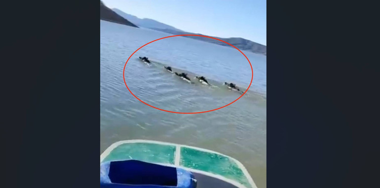 Diyarbakırda teknedeki balıkçı kayda aldı: Sürü halinde yüzüp karşıya geçtiler