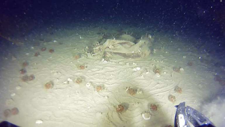 Marmara Denizindeki 51 yıllık sır: 42 kişiye mezar olmuştu Düşen uçakla ilgili yeni görüntüleri ortaya çıktı