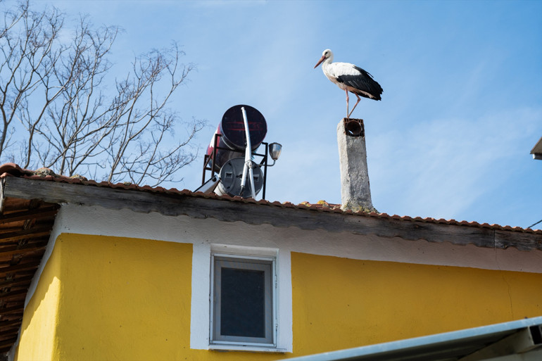 Bursada Yaren leylek bekleniyor... Eşi Nazlı geldi
