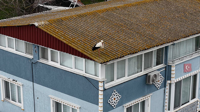 Bursada bahar heyecanı: 15inci buluşma için bekleniyor Nazlı 20 gün erken geldi, Yarenin gelmesini dört gözle bekliyorum