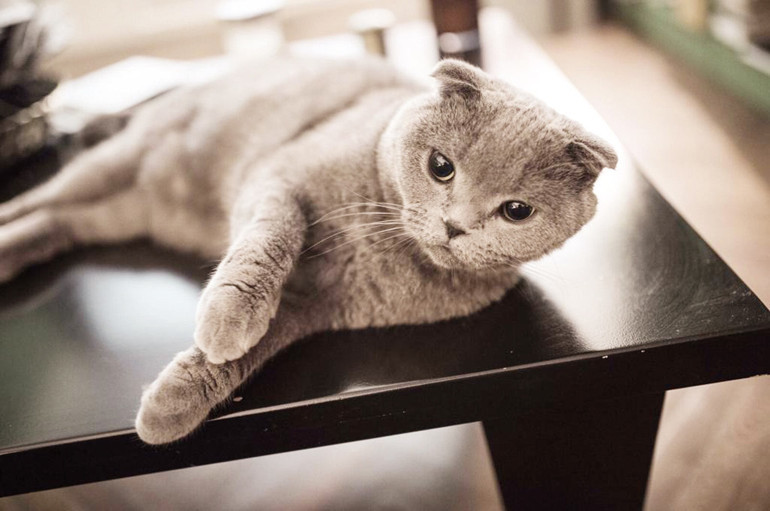 Bir ilahiyle moral üstünlük