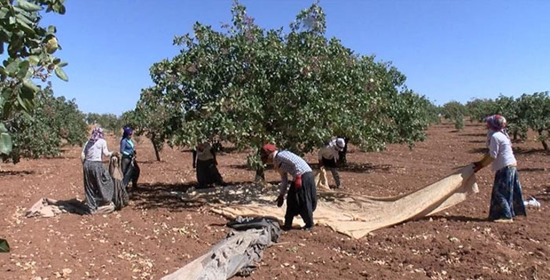 Tam 120 bin ton bekleniyor 2026 yılı bereketli olacak