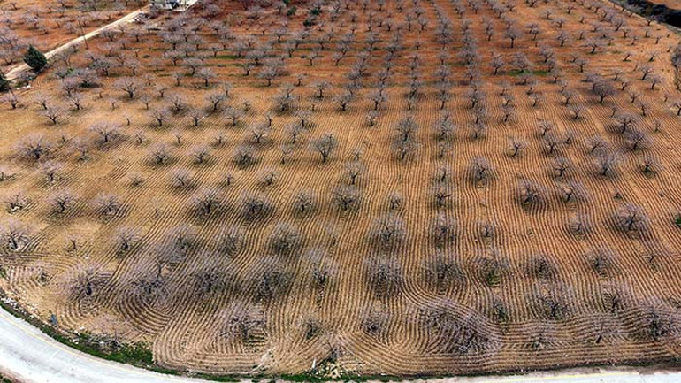 Tam 120 bin ton bekleniyor 2026 yılı bereketli olacak