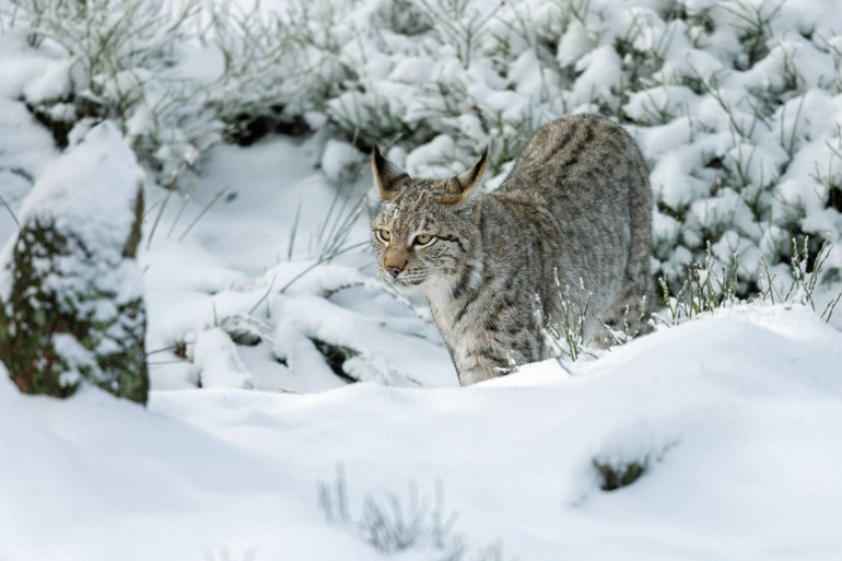 Göller, vaşaklar, hayalet ağlar...