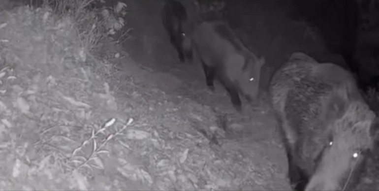  Anadolu sırtlanı, çakal, oklu kirpi ve domuz...