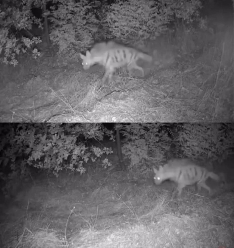  Anadolu sırtlanı, çakal, oklu kirpi ve domuz...