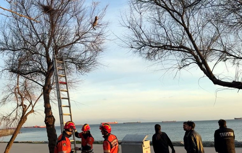 Avcılar Sahilinde kedi mahsur kaldığı ağaca ikinci kez tırmandı; itfaiye erine saldırdı