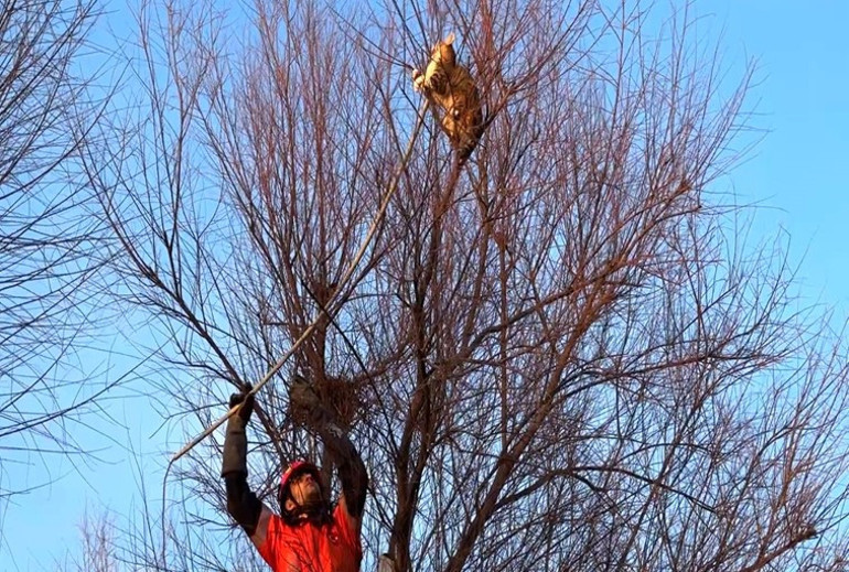 Avcılar Sahilinde kedi mahsur kaldığı ağaca ikinci kez tırmandı; itfaiye erine saldırdı
