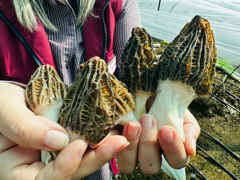  Kilosu 5 bin liradan satılıyor