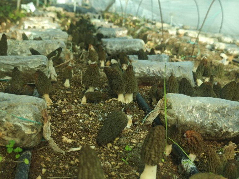  Kilosu 5 bin liradan satılıyor