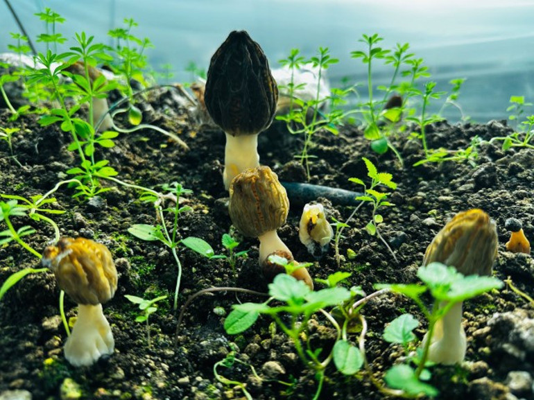  Kilosu 5 bin liradan satılıyor