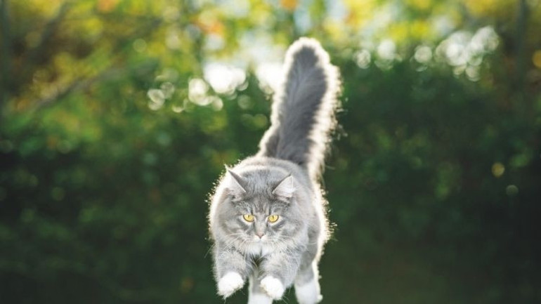 Kediler nasıl hep dört ayak üzerine düşüyor