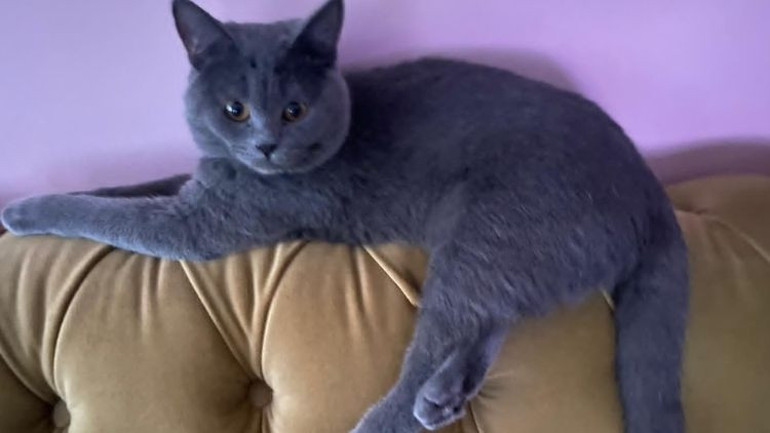 Kediler nasıl hep dört ayak üzerine düşüyor