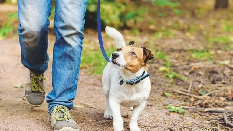 Kediler nasıl hep dört ayak üzerine düşüyor