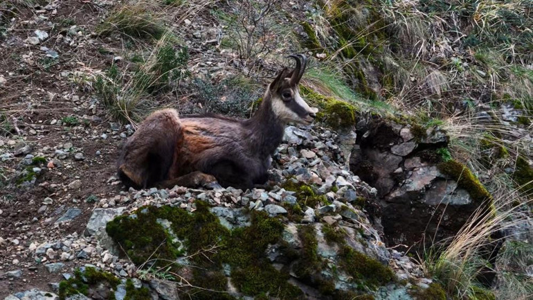 Türkiye’de sadece Gümüşhane’de görülüyor: Cazibe merkezi haline geldi