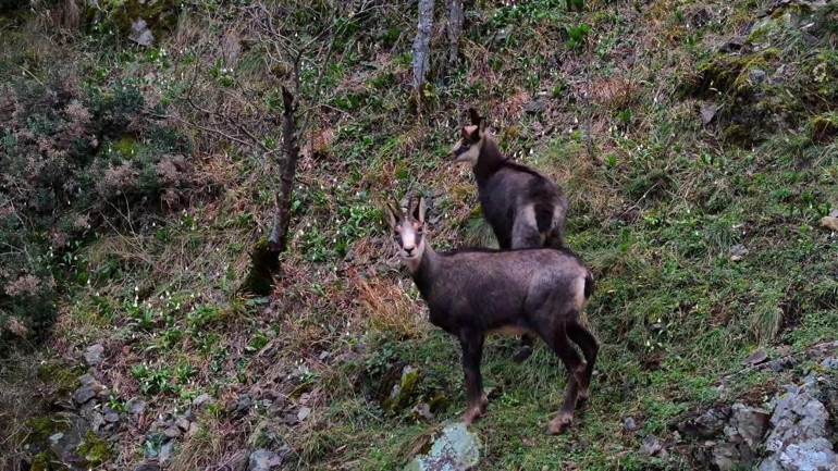 Türkiye’de sadece Gümüşhane’de görülüyor: Cazibe merkezi haline geldi