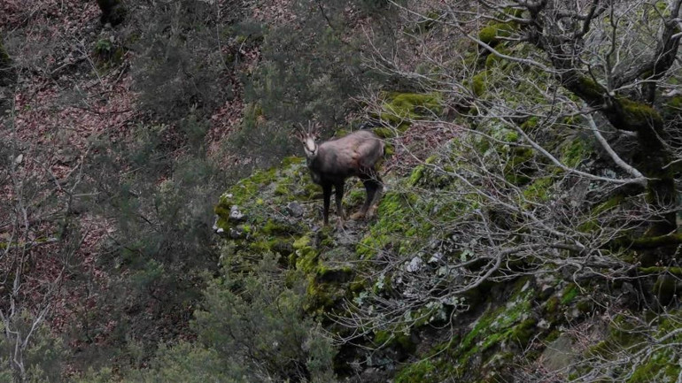 Türkiye’de sadece Gümüşhane’de görülüyor: Cazibe merkezi haline geldi