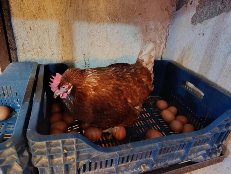  Günde 325 yumurta alıyoruz