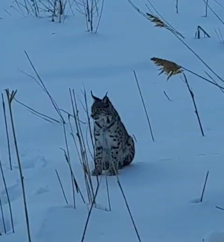 Karlı arazide dolaşırken görüldü: Köyde büyük bir heyecan yarattı