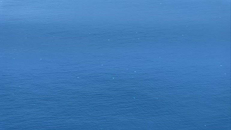 Kızıldeniz üzerinden Antalya kıyılarına geldi: Sürüler halinde geçiş yapıyorlar Hayatımda ilk defa böyle bir şey başıma geldi