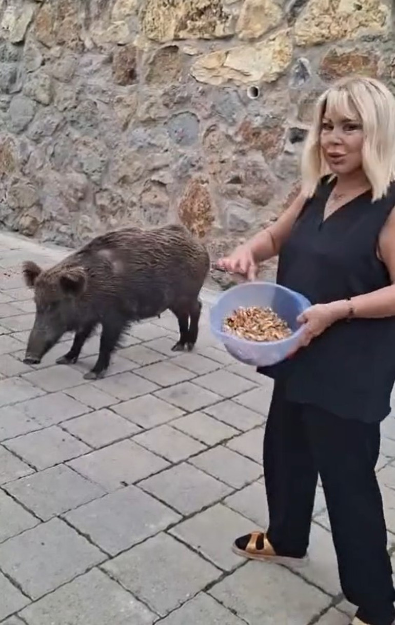 Safiye Soyman kapısına gelen domuzu elleriyle besledi