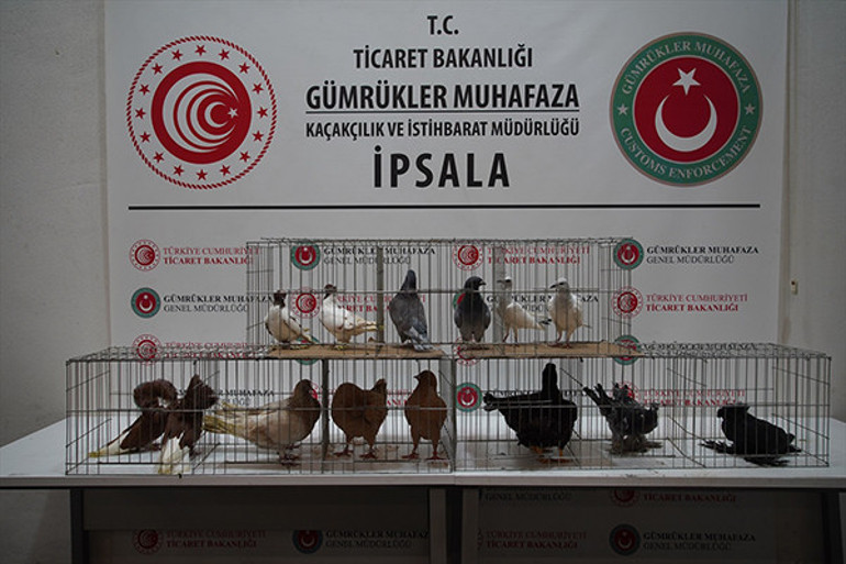  2 alpaka, 58 cins güvercin ve 9 cins tavuk... Sürücü gözaltında