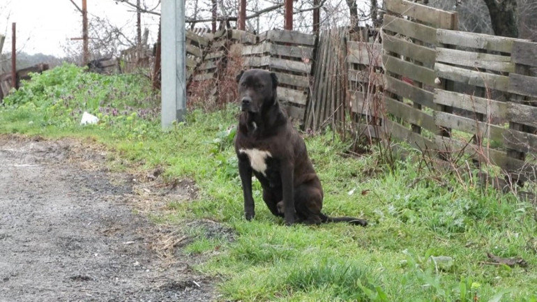 İstanbulda 6 yaşındaki çocuğa sokak köpekleri saldırdı