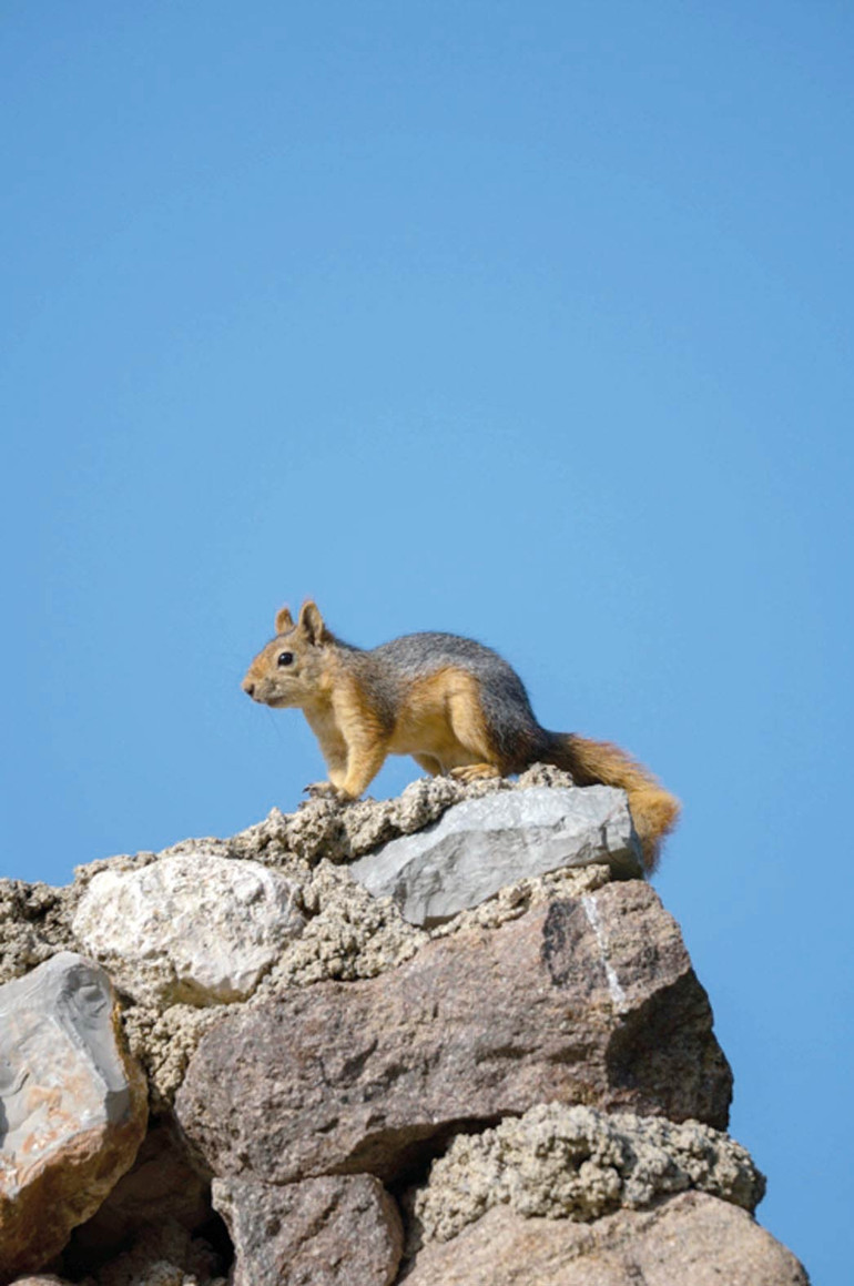 Üniversitede vahşi yaşam… Öğrenciler kampusta yaban hayatının peşinde